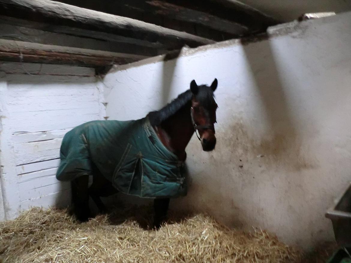 Anden særlig race Felix billede 13