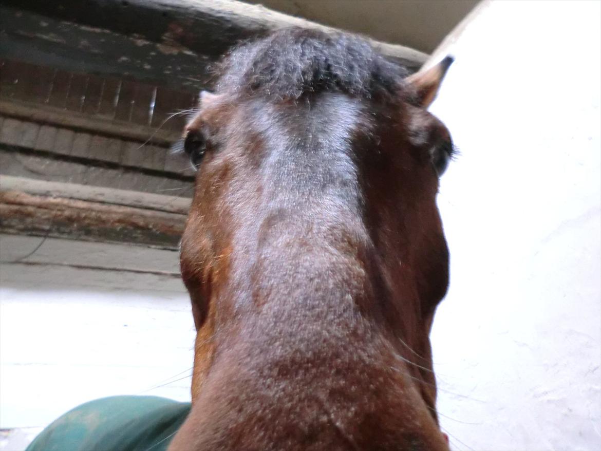 Anden særlig race Felix billede 15