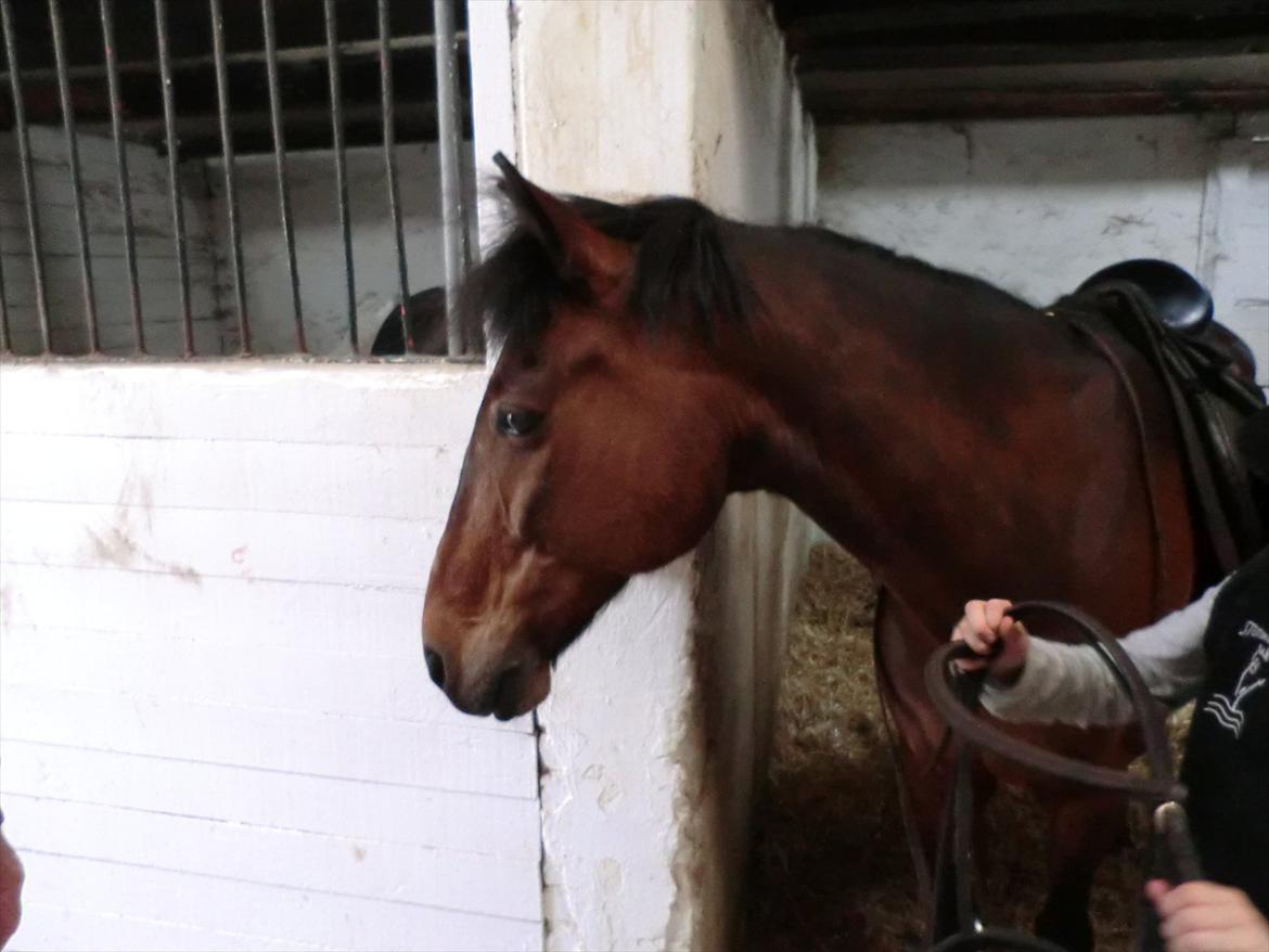 Anden særlig race Felix billede 16