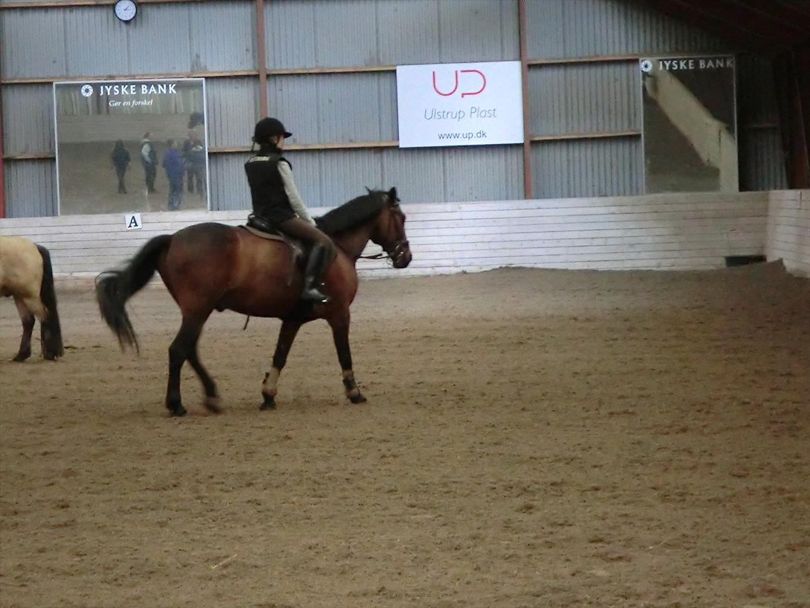 Anden særlig race Felix billede 17