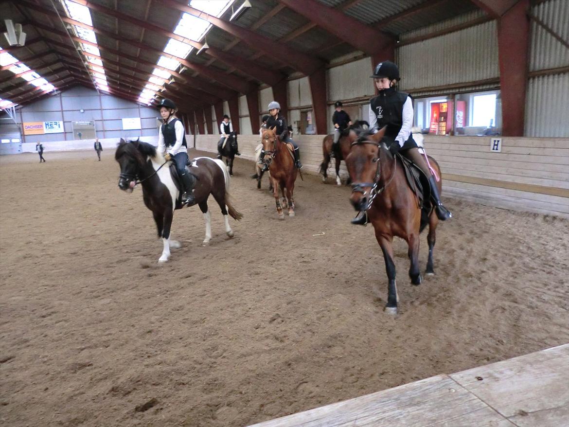 Anden særlig race Felix billede 18