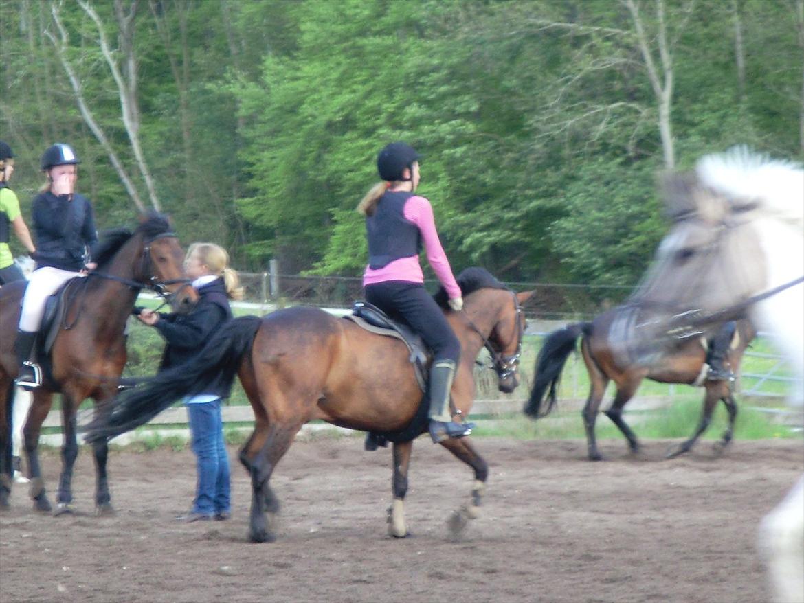 Anden særlig race Felix billede 19