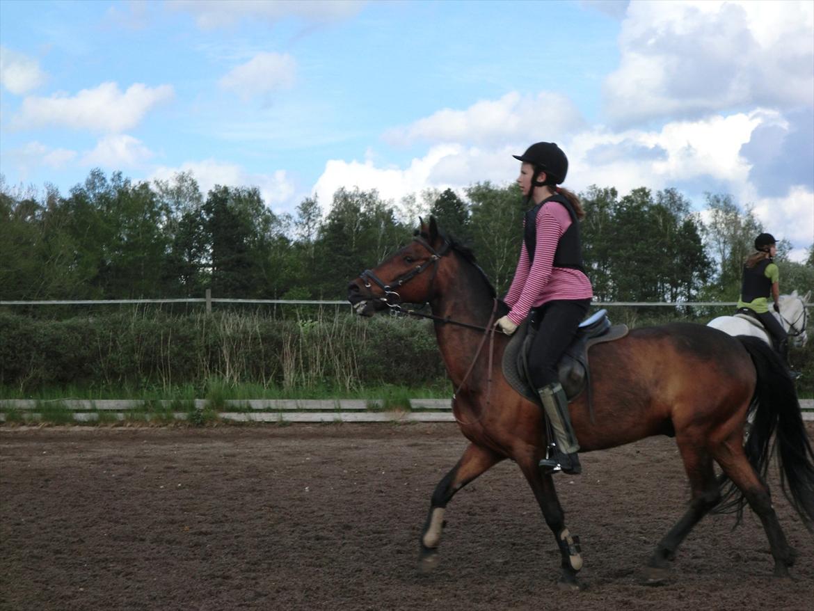 Anden særlig race Felix billede 10
