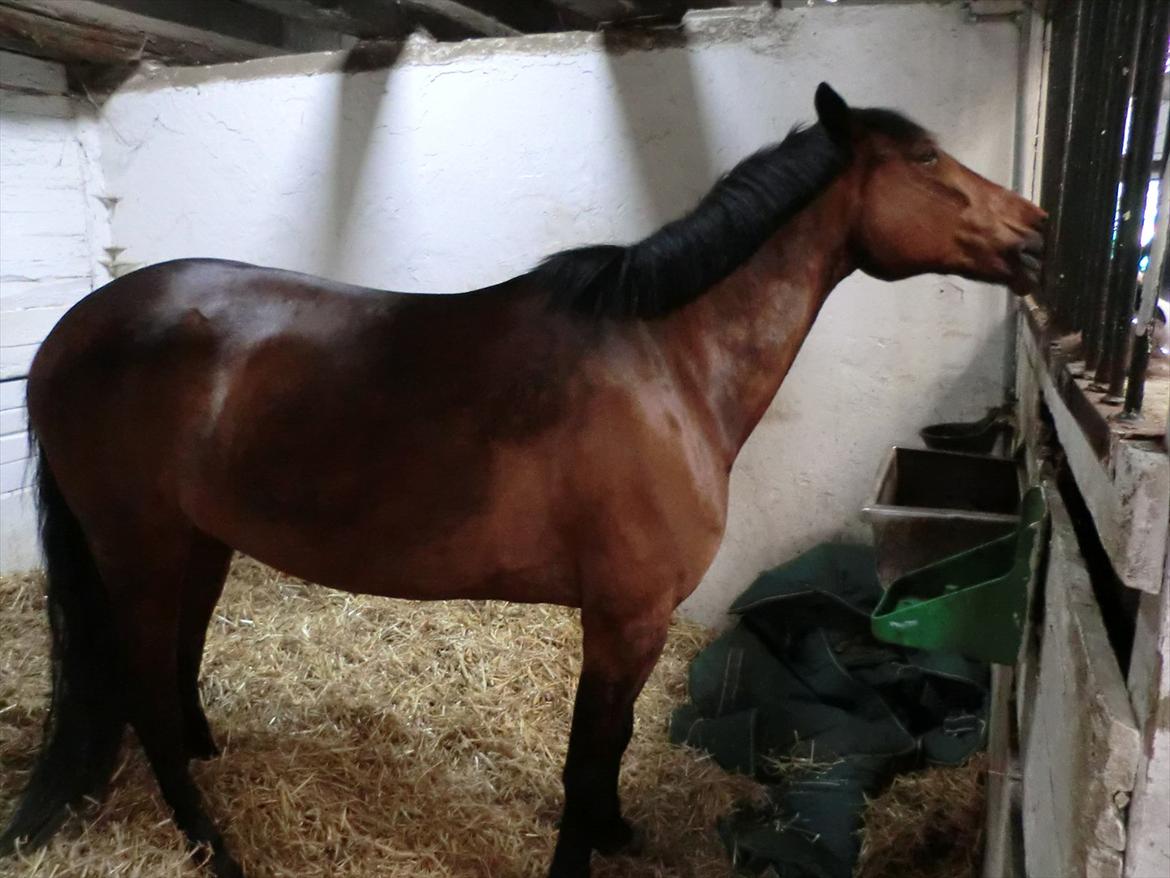 Anden særlig race Felix billede 14