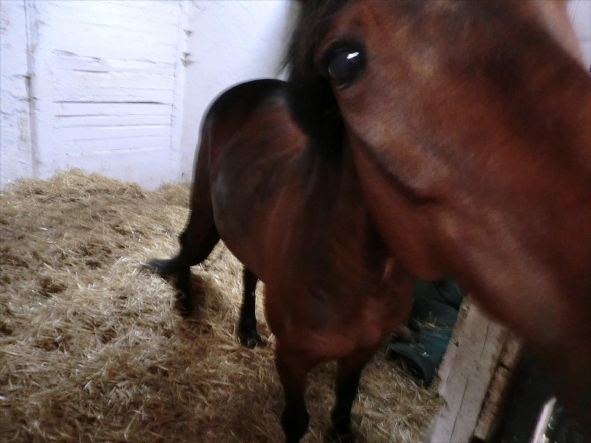 Anden særlig race Felix billede 20