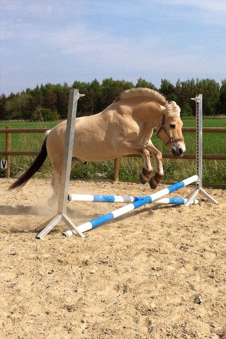 Fjordhest Prins - Prins springer for første gang hjemme hos mig! :-) billede 4
