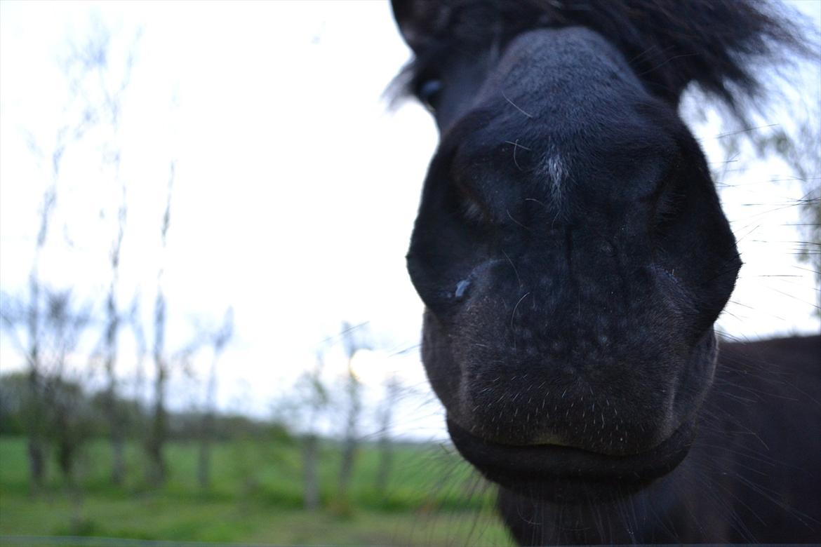 Islænder Askjör fra Lyskjær [Mit kæreste eje] - :D billede 8