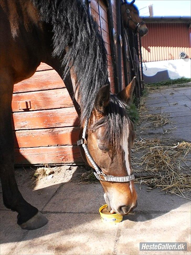 Anden særlig race Lovis (: <3 - Hygger med sliksten :-) billede 4