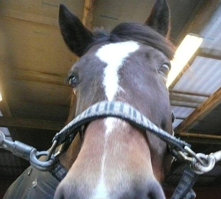 Anden særlig race Lovis (: <3 - Tosse :* billede 8