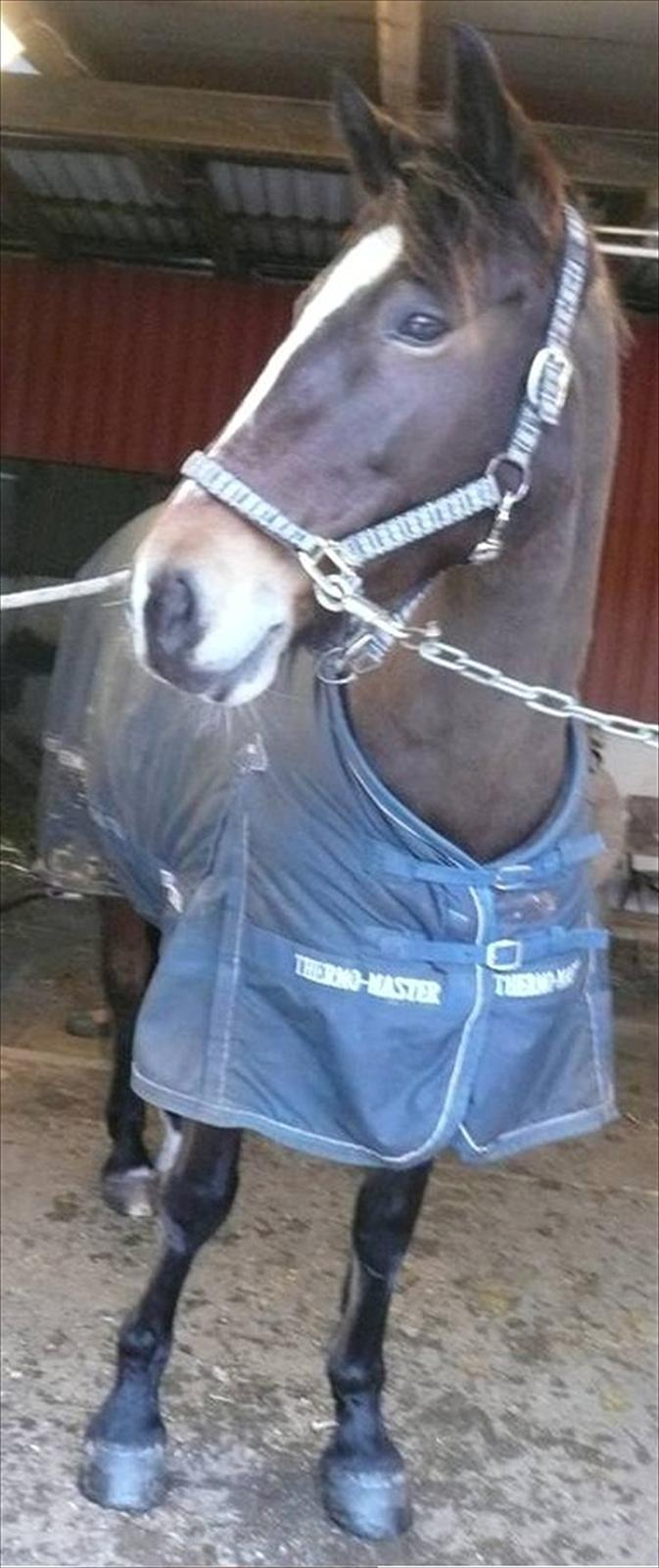 Anden særlig race Lovis (: <3 - Smukke :-) billede 9