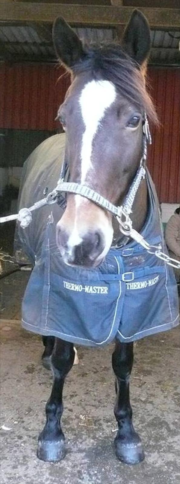 Anden særlig race Lovis (: <3 - Halløj :-) billede 10