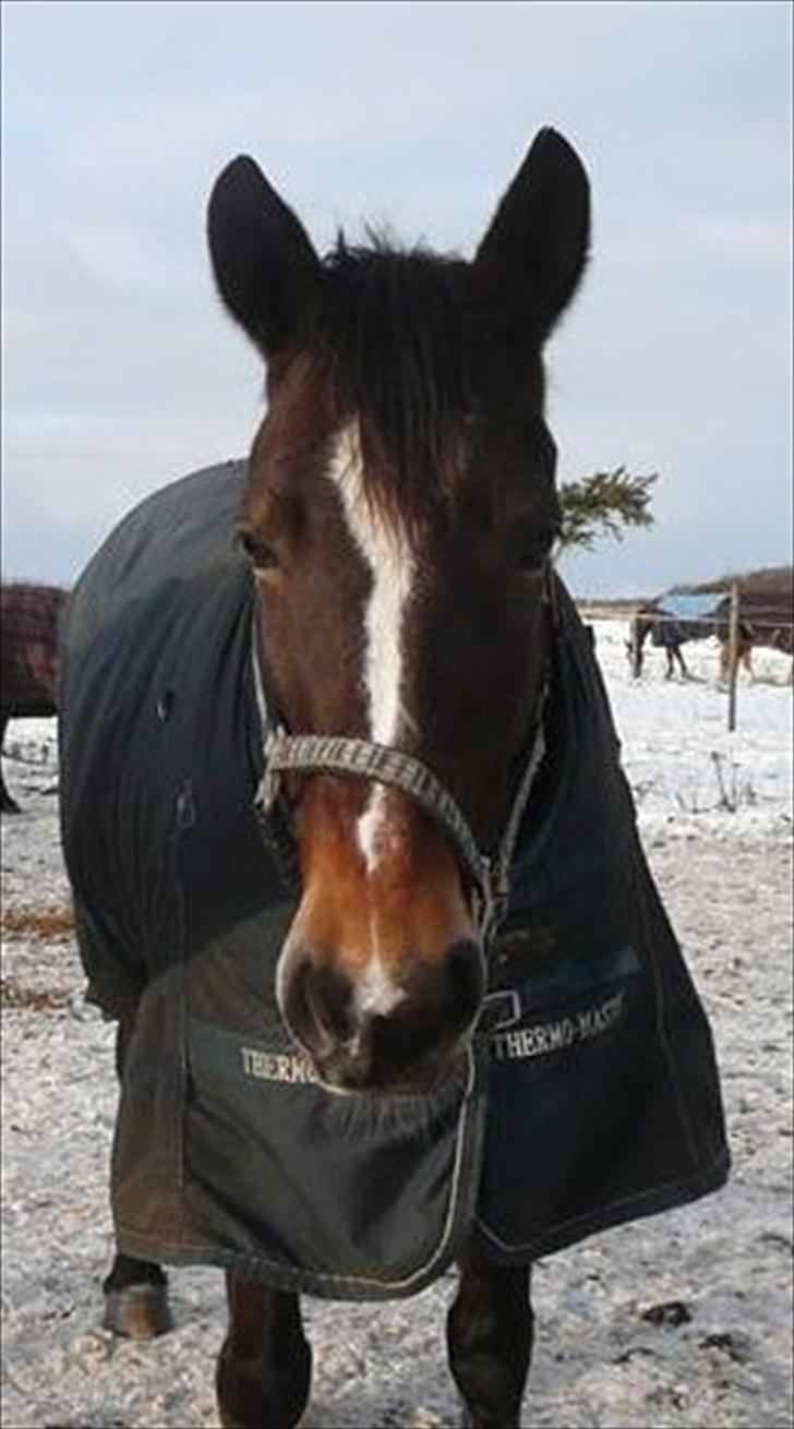 Anden særlig race Lovis (: <3 - På vinterfold :-) billede 11