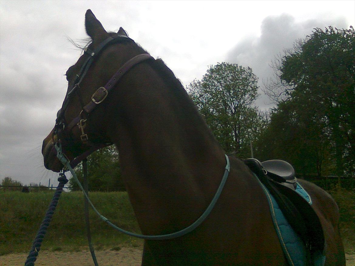 Traver David Cam billede 1