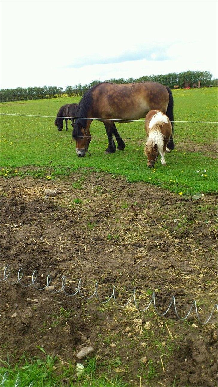 Nordsvensk Skovhest Lukas - Hygge på folden (: billede 20