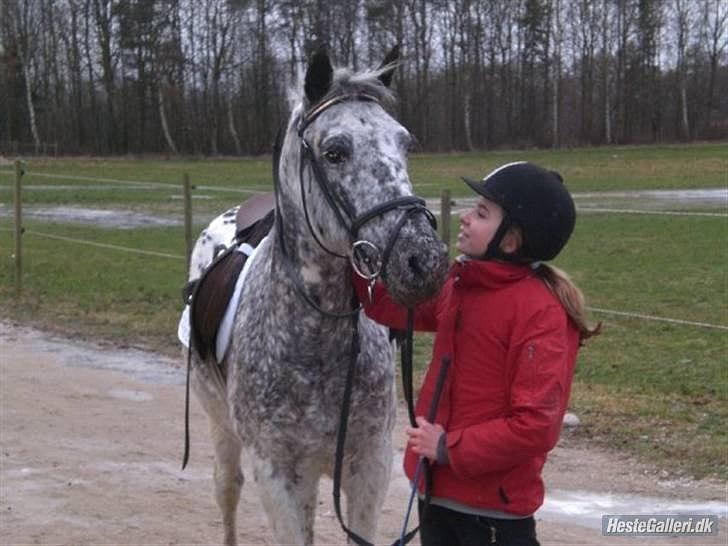 Anden særlig race Benno MITETOGALT! - SOLGT :'( RIDESKOLEHEST - Benno og jeg inden stævne :-) billede 1