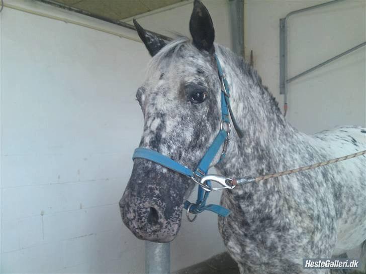 Anden særlig race Benno MITETOGALT! - SOLGT :'( RIDESKOLEHEST - Min flotte dreng! billede 2