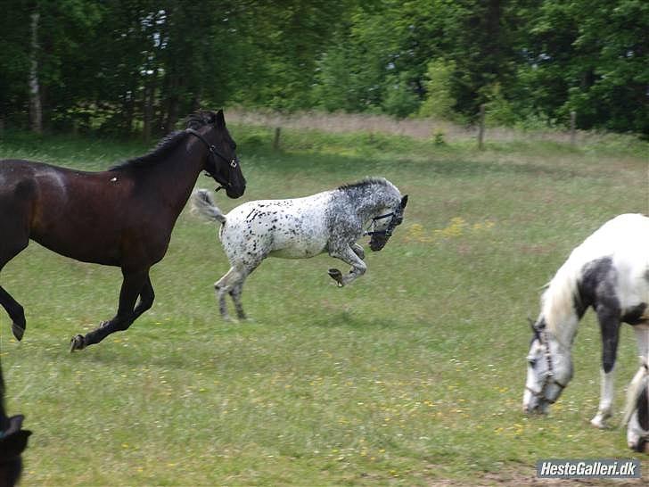 Anden særlig race Benno MITETOGALT! - SOLGT :'( RIDESKOLEHEST billede 3