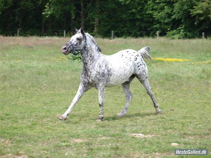 Anden særlig race Benno MITETOGALT! - SOLGT :'( RIDESKOLEHEST billede 4