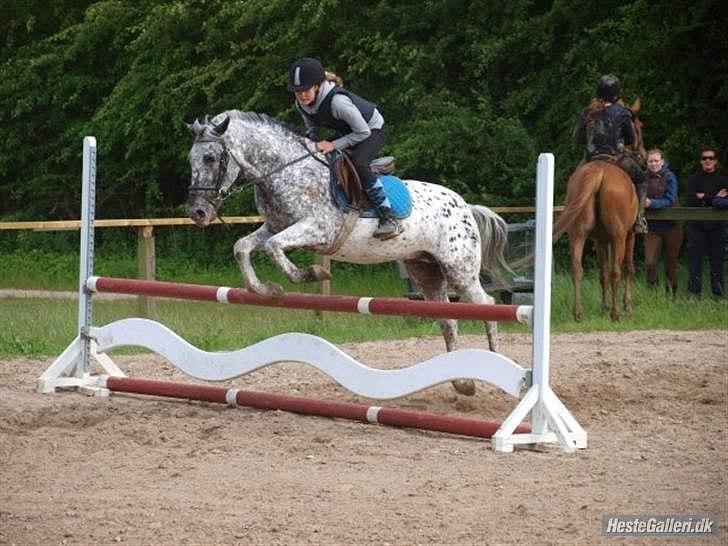 Anden særlig race Benno MITETOGALT! - SOLGT :'( RIDESKOLEHEST - Benno og jeg :-* billede 5