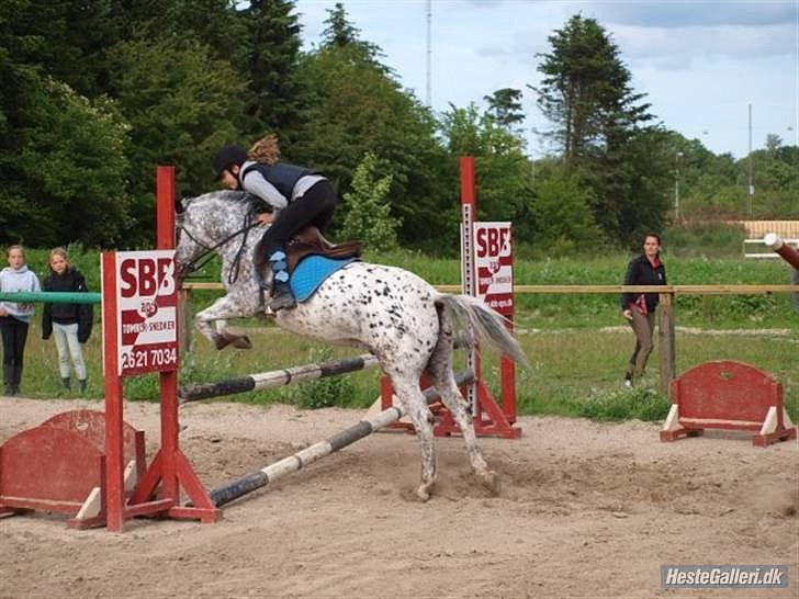 Anden særlig race Benno MITETOGALT! - SOLGT :'( RIDESKOLEHEST - Benno og jeg :-* billede 6