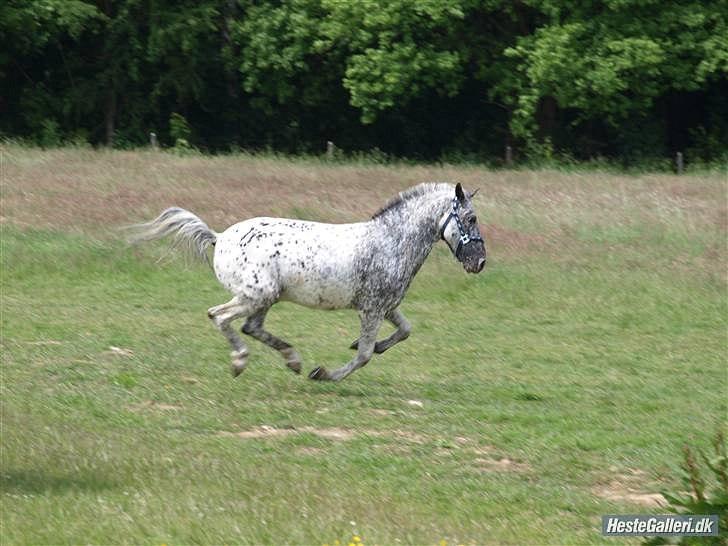 Anden særlig race Benno MITETOGALT! - SOLGT :'( RIDESKOLEHEST billede 7