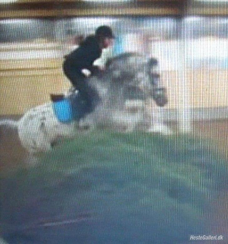 Anden særlig race Benno MITETOGALT! - SOLGT :'( RIDESKOLEHEST - Undskyld kvalitet!
Benno og jeg springe juletræ :-) billede 8