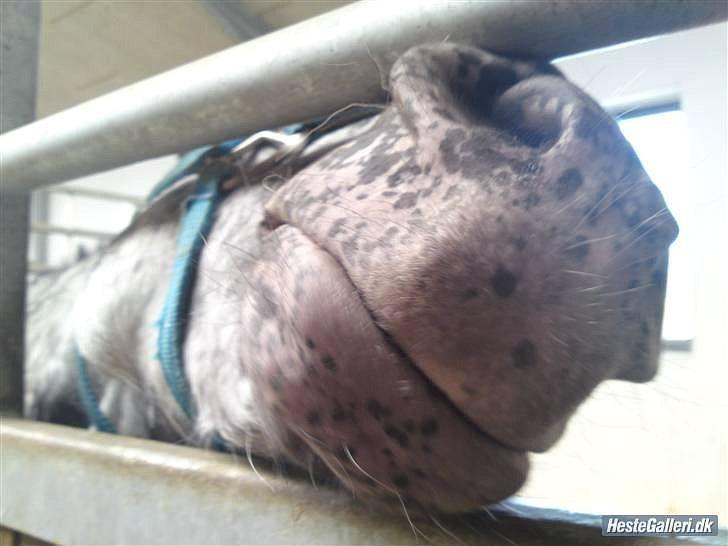 Anden særlig race Benno MITETOGALT! - SOLGT :'( RIDESKOLEHEST billede 9