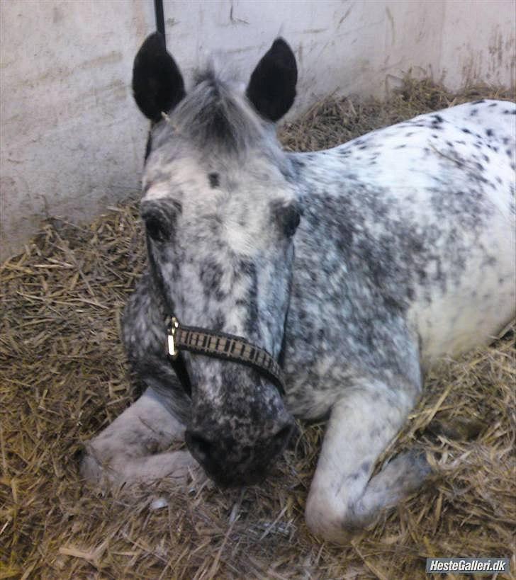 Anden særlig race Benno MITETOGALT! - SOLGT :'( RIDESKOLEHEST billede 10