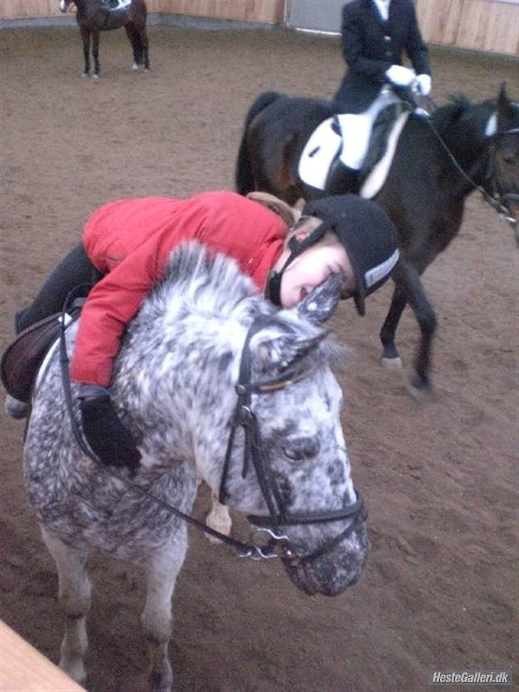 Anden særlig race Benno MITETOGALT! - SOLGT :'( RIDESKOLEHEST - Benno og jeg efter stævne :-) billede 11