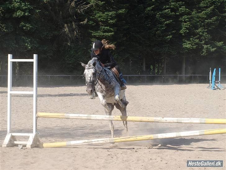 Anden særlig race Benno MITETOGALT! - SOLGT :'( RIDESKOLEHEST - Benno og jeg, min sidste tur :-( billede 12