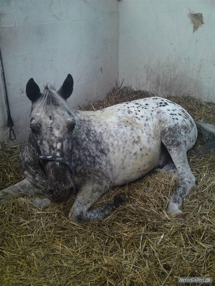 Anden særlig race Benno MITETOGALT! - SOLGT :'( RIDESKOLEHEST billede 13