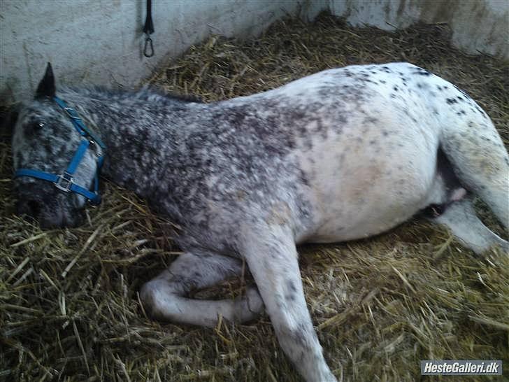 Anden særlig race Benno MITETOGALT! - SOLGT :'( RIDESKOLEHEST billede 14