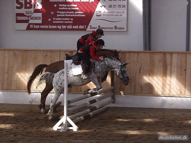 Anden særlig race Benno MITETOGALT! - SOLGT :'( RIDESKOLEHEST - Benno og jeg til parspring med Nina og Diamant :-) billede 15