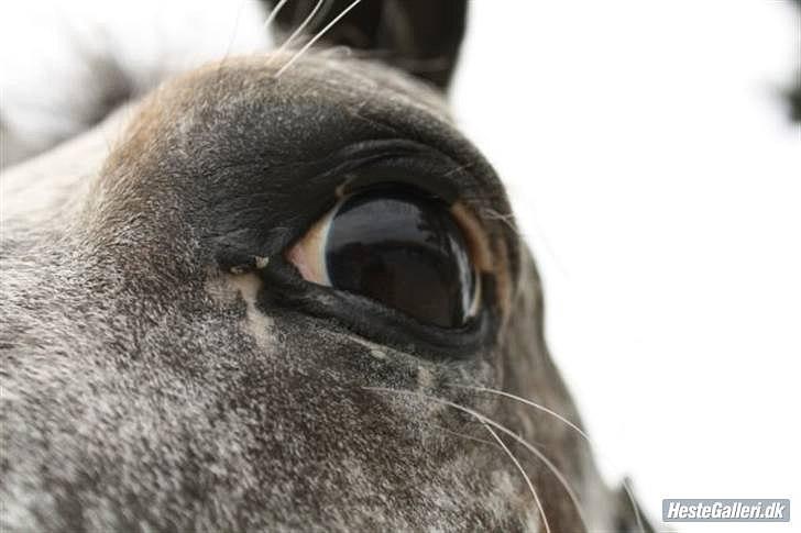 Anden særlig race Benno MITETOGALT! - SOLGT :'( RIDESKOLEHEST billede 16