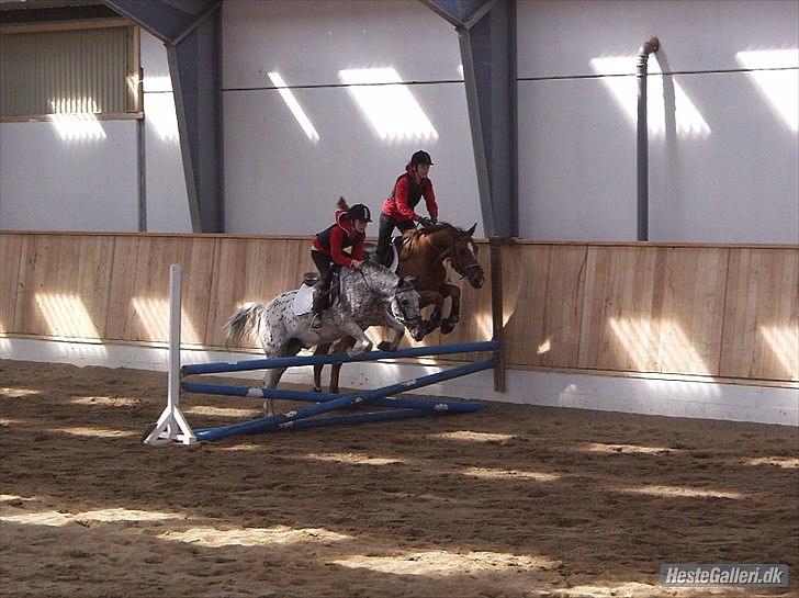Anden særlig race Benno MITETOGALT! - SOLGT :'( RIDESKOLEHEST - Benno og jeg til parspring med Nina og Diamant :-) billede 17