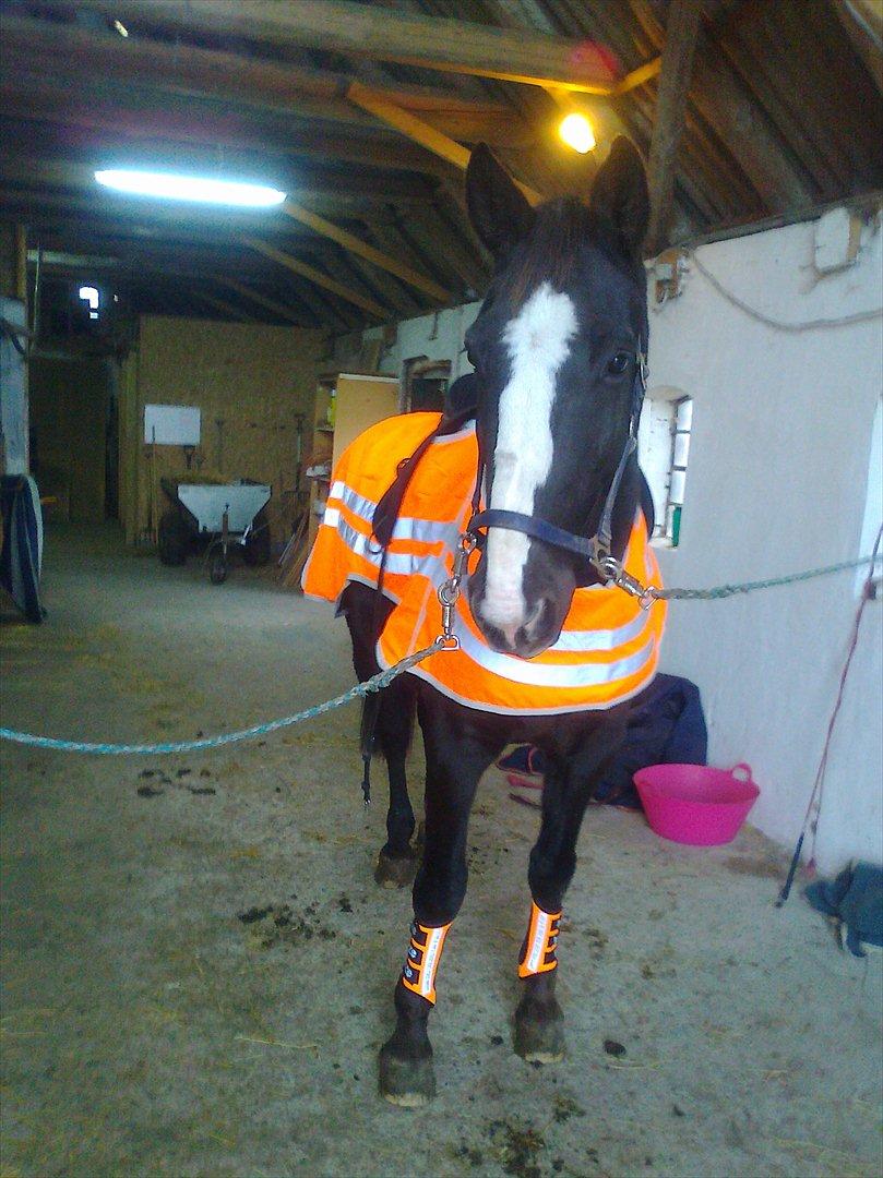 Dansk Varmblod Niki - så kán man også de ham i mørke :D 
 billede 10