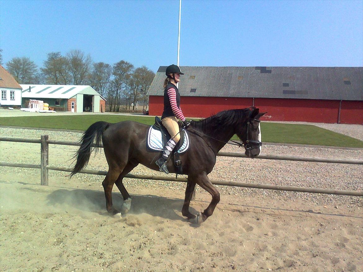 Dansk Varmblod Niki - Så skulle Mie lige prøve ham , og hun var godt tilfreds :D  billede 11