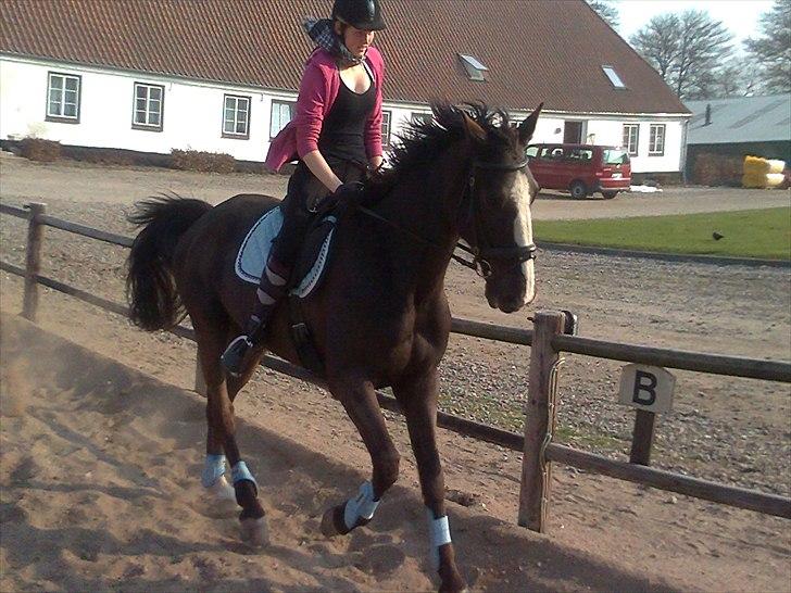 Dansk Varmblod Niki - weee :D 
 billede 12