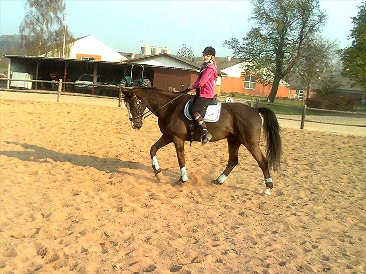 Dansk Varmblod Niki - sådan Niki, gå pænt :D  billede 13