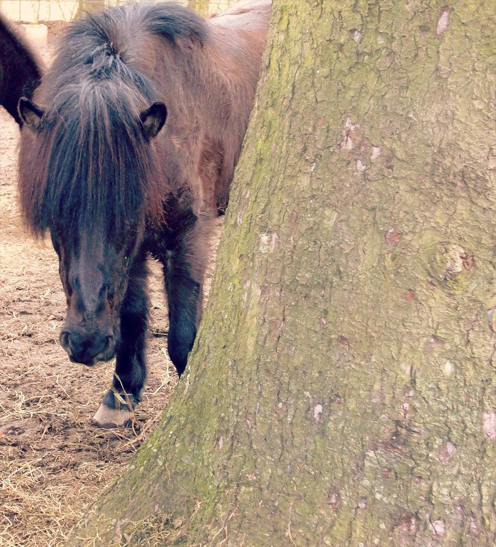 Islænder Òdinn fra Bakkely - Min søde brune basse♥ billede 5
