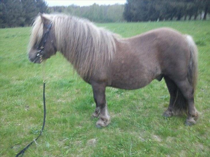 Shetlænder Gigant af Hola - 15. maj 2012 billede 6
