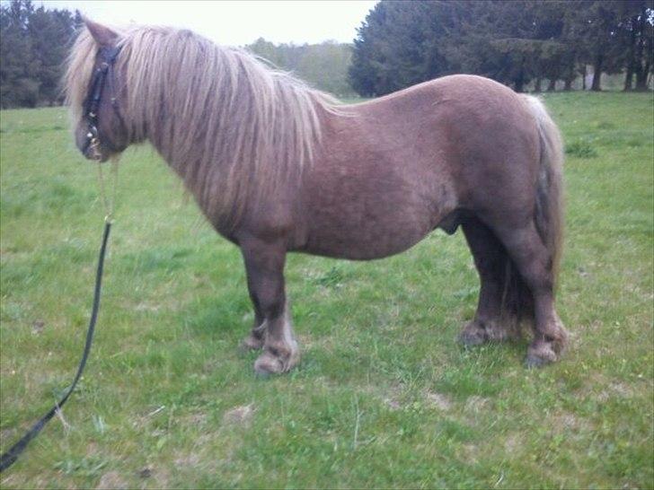 Shetlænder Gigant af Hola - maj 2012 - 4 dage før den store dag! billede 7