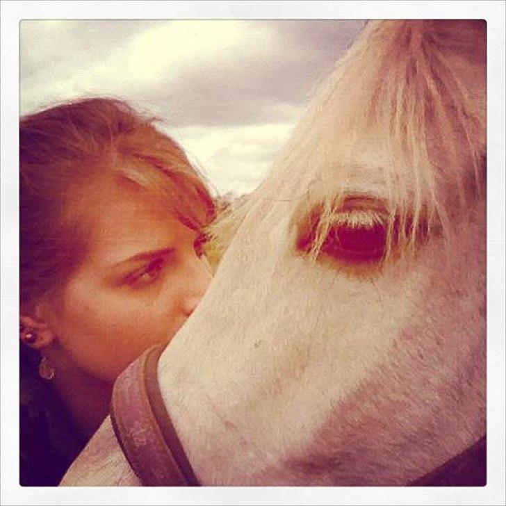 New Forest Rødtjørns Bellis *tidligere hest* - jeg elsker dig <3 billede 1