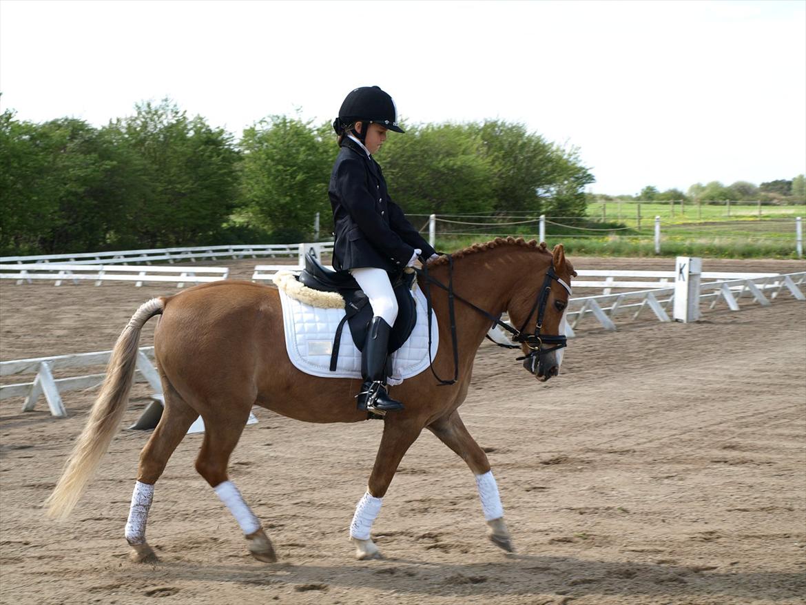 Hollandsk Sportspony Casper  "tidligere pony solgt " billede 10