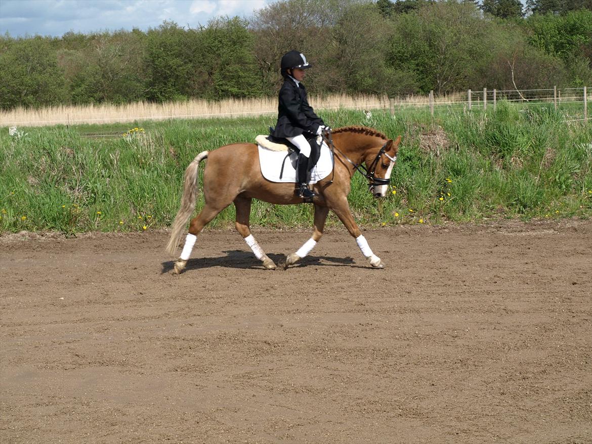 Hollandsk Sportspony Casper  "tidligere pony solgt " billede 11
