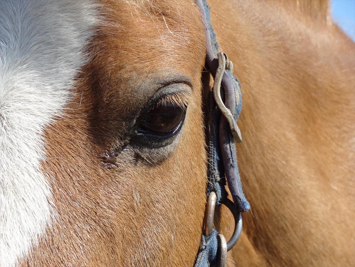 Hollandsk Sportspony Casper  "tidligere pony solgt " billede 12