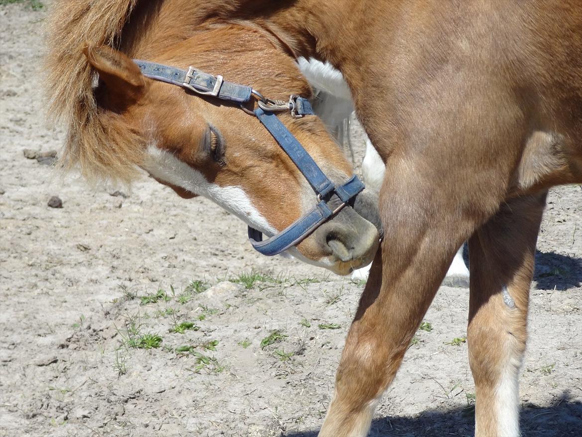 Hollandsk Sportspony Casper  "tidligere pony solgt " billede 13