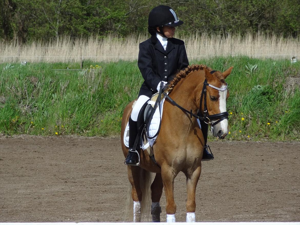 Hollandsk Sportspony Casper  "tidligere pony solgt " billede 1
