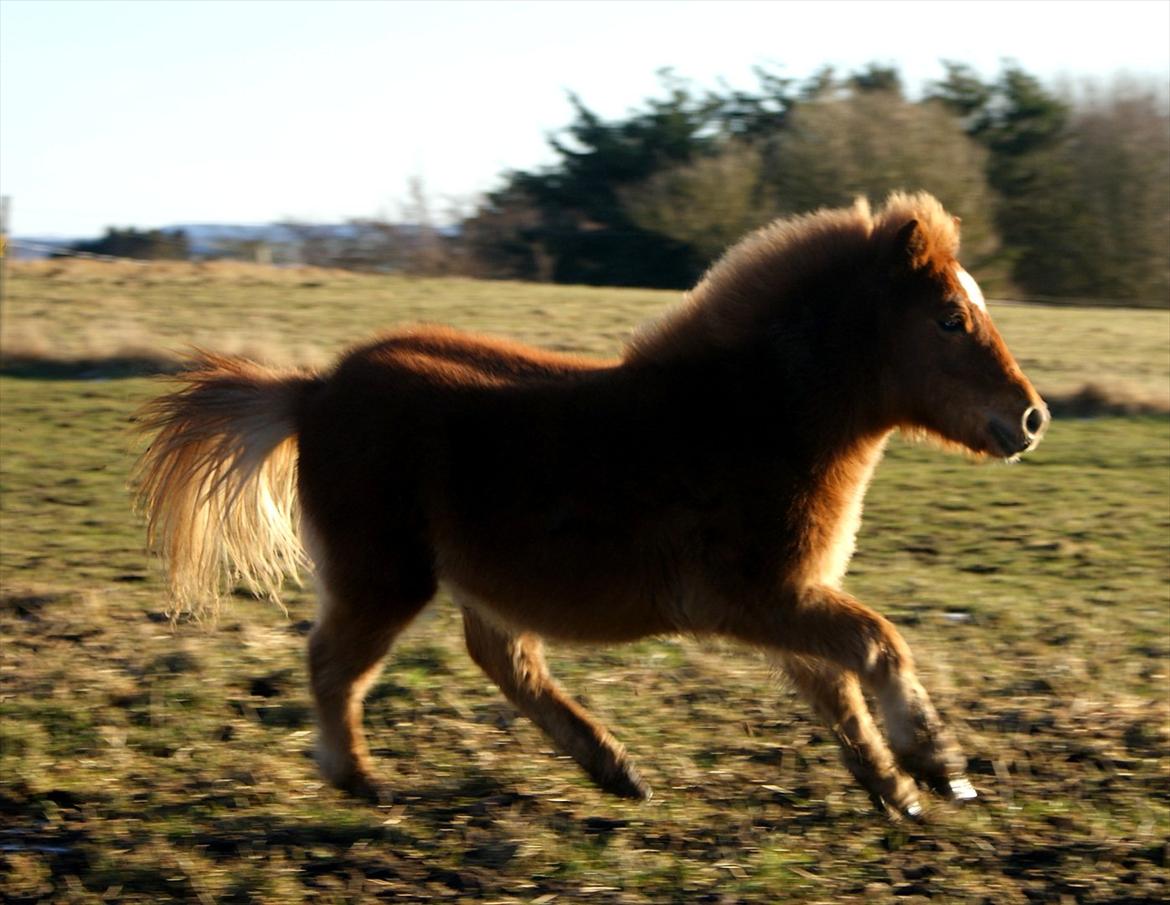 Shetlænder Kaos - Marts 2012 billede 2