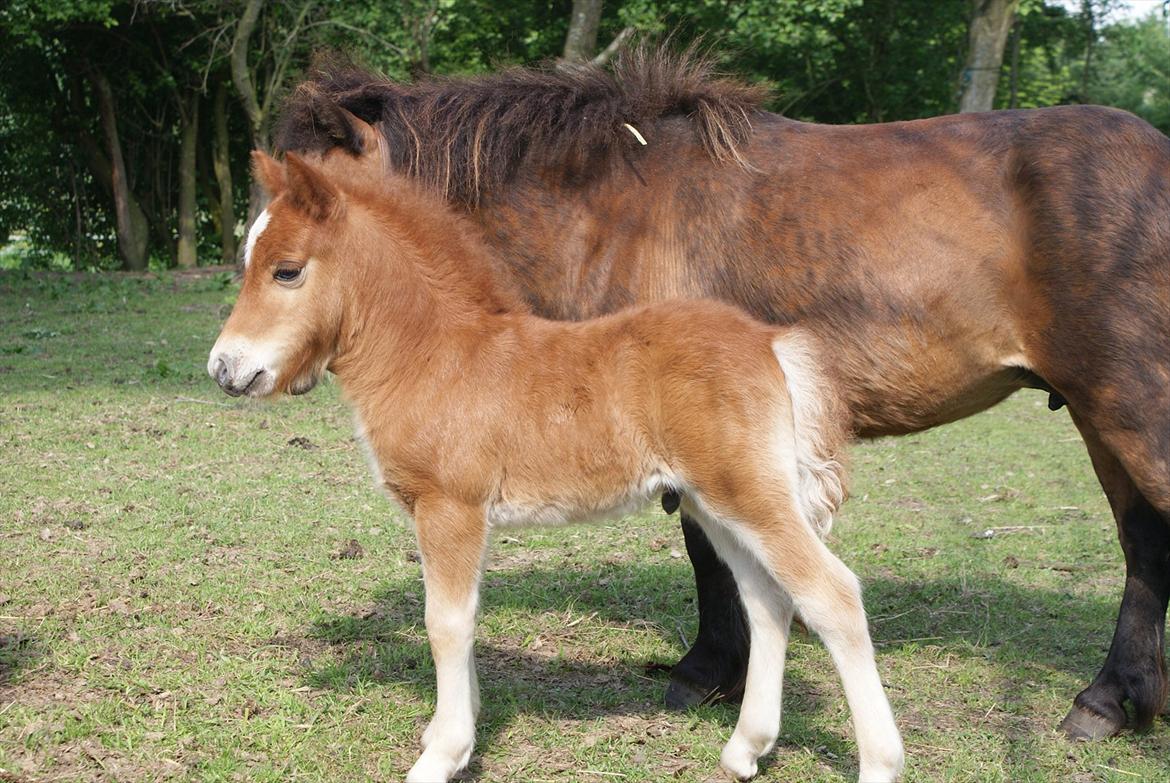 Shetlænder Kaos - juni 2011 billede 3